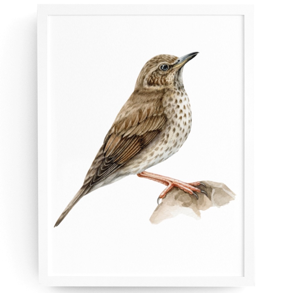 Song Thrush Bird Wall Art Watercolor Illustration Print Poster Card Unframed - Picture 1 of 7
